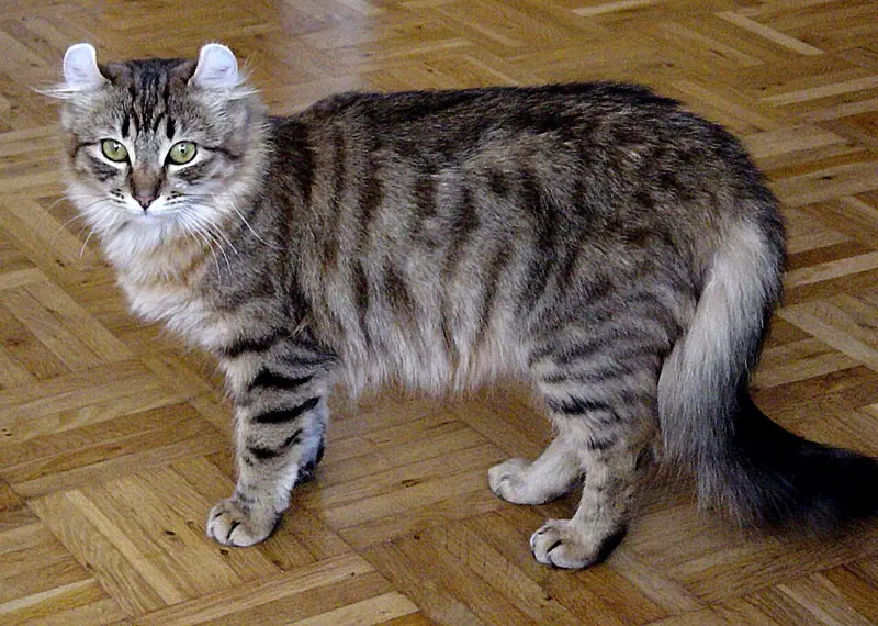 Foto van een american curl