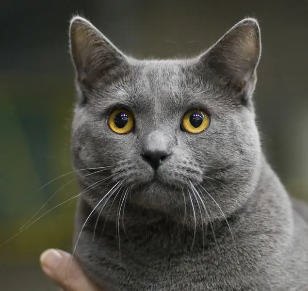 Foto van een chartreux