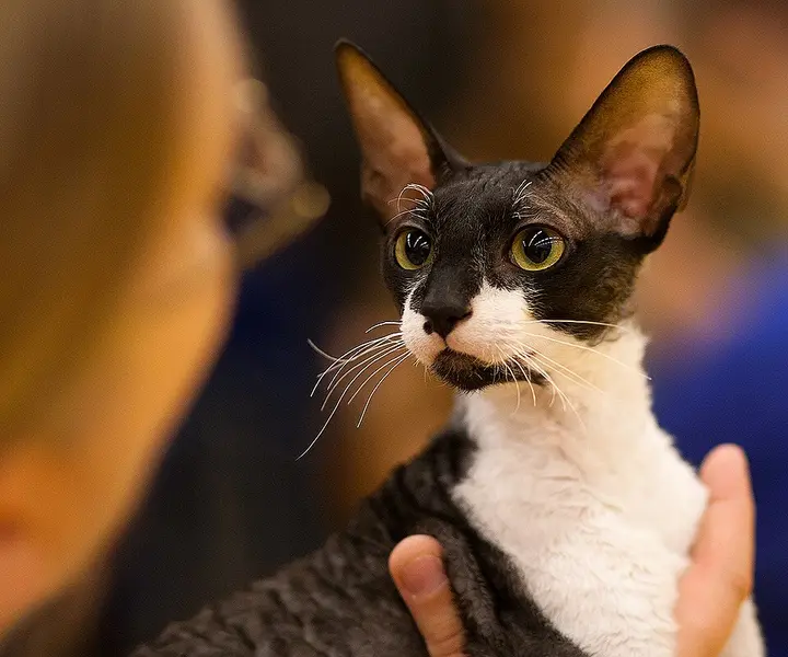 Foto van een cornish rex