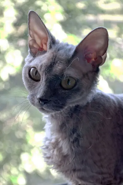 Foto van een devon rex