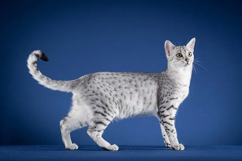 Foto van een egyptische mau