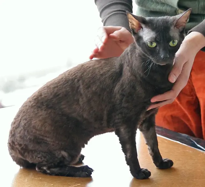 Foto van een german rex