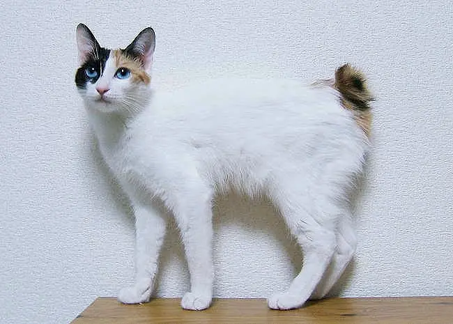 Foto van een japanse bobtail