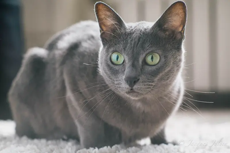 Foto van een korat