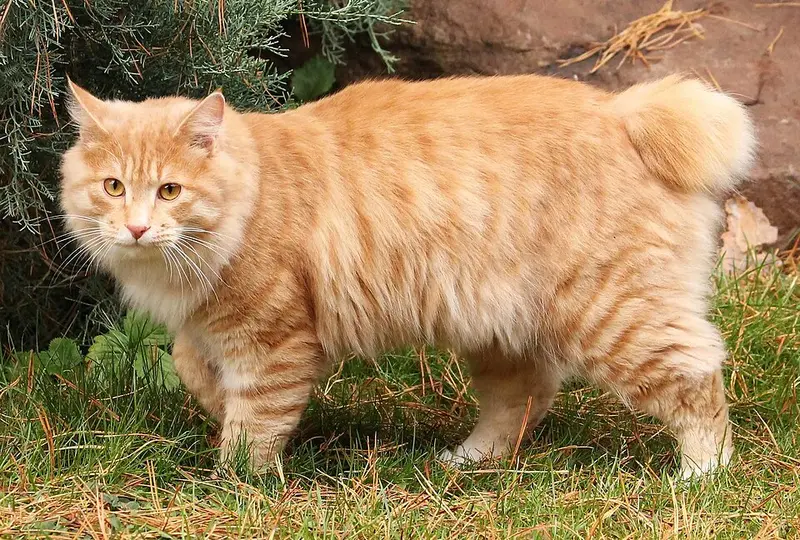 Foto van een kurilean bobtail