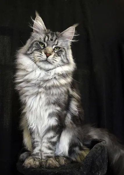 Foto van een maine coon
