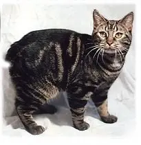 Foto van een manx