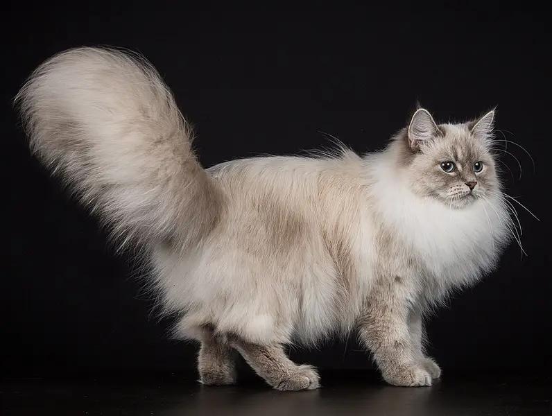 Foto van een neva masquerade