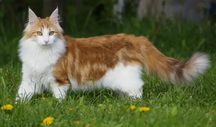 Foto van een noorse boskat