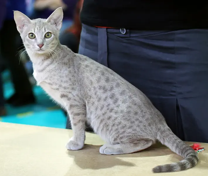 Foto van een ocicat