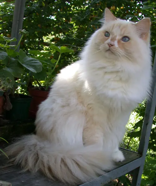 Foto van een ragamuffin