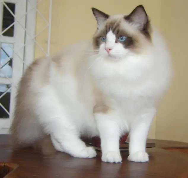 Foto van een ragdoll