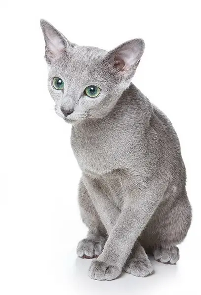 Foto van een russisch blauw