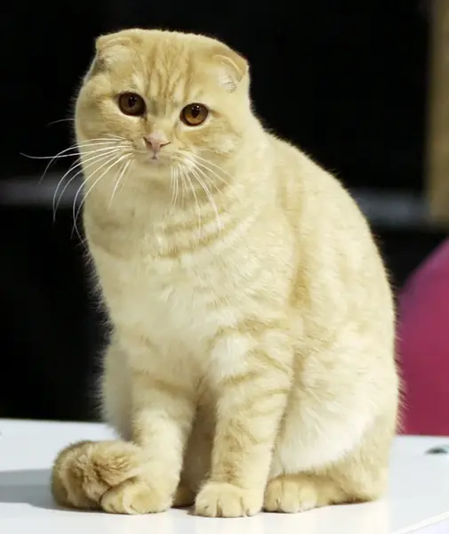 Foto van een scottish fold