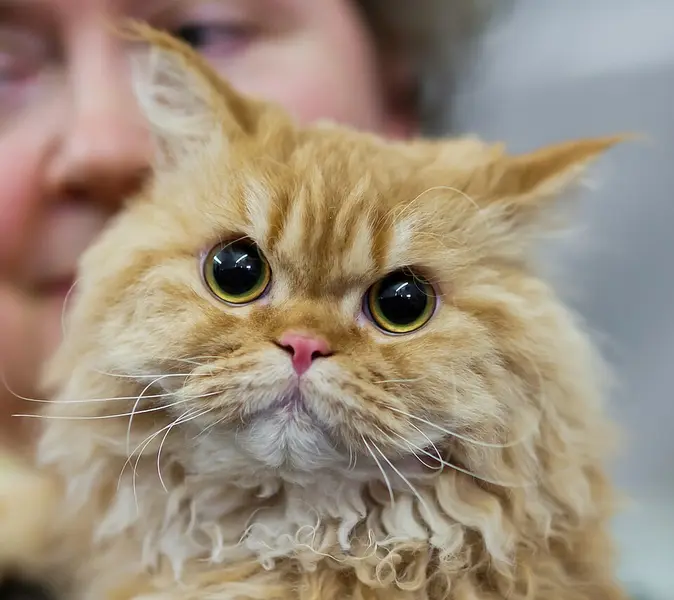 Foto van een selkirk rex
