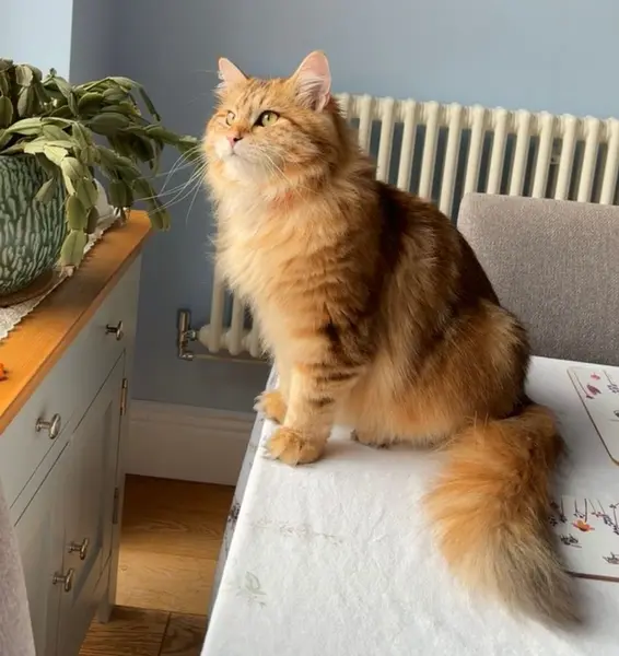 Foto van een siberische kat