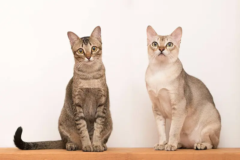 Foto van een singapura