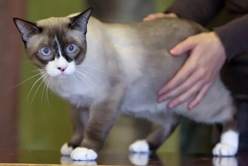 Foto van een snowshoe