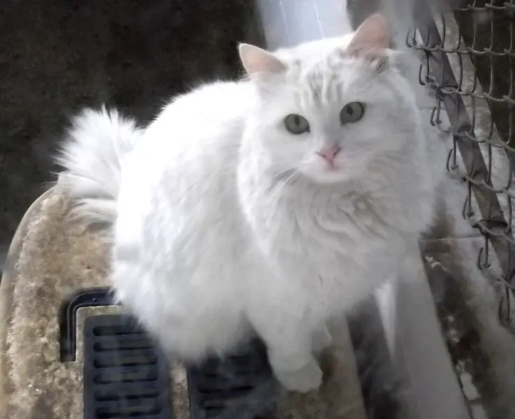 Foto van een turkse angora