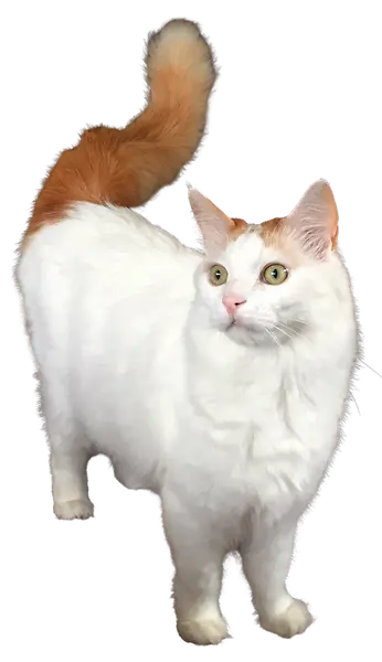 Foto van een turkse van